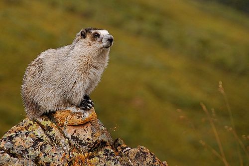 Hoary marmot